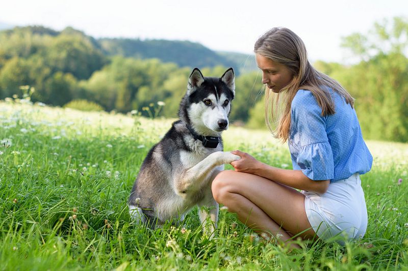 It is very important for us to offer dog owners safe and highly reliable Dogtrace products, which is why we work with veterinarians and dog trainers