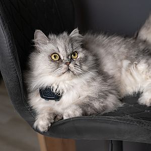 DOG GPS mini locator for cats
