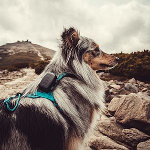 Pack the DOG GPS mini tracker for every trip and enjoy your adventures together with confidence