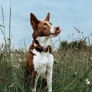 The DOG GPS mini locator is a small and lightweight companion for your furry friend