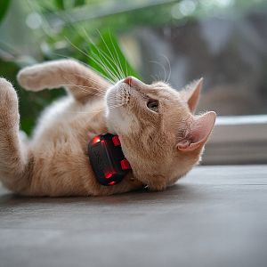 The smallest Dogtrace GPS tracker is designed for cats weighing from 2 kg