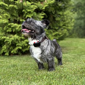 With virtual fences, your pet will stay within a safe zone around your home and your cottage